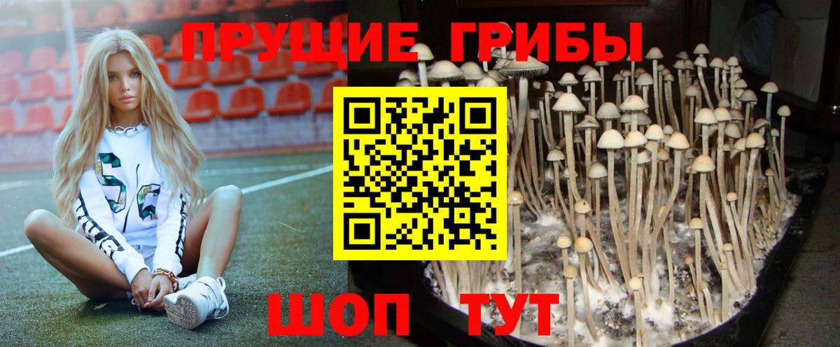 Галлюциногенные грибы MAGIC MUSHROOMS  Псилоцибиновые грибы прущие грибы  хочу наркоту  Вход с VPN  Чайковский 